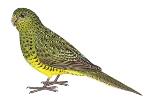 Night Parrot