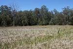 Carex sedgeland, Mummel Gulf National Park
