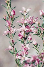 Deane's Boronia, John Briggs