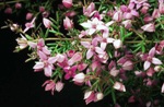 Flowers, Granite Boronia <a href="http://www.rbgsyd.nsw.gov.au/" class="linkBlack100" target="_blank">Botanic Gardens Trust</a>