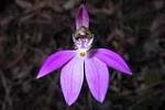 <em>Caladenia porphyrea</em> flower