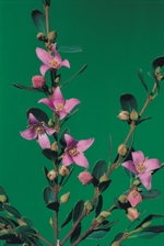 Flowers, buds and foliage, Rupp's Boronia