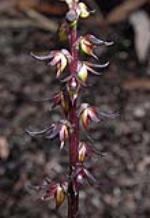 Flower, Tuncurry Midge Orchid