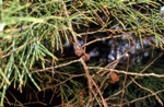 Foliage and cones, Bailey’s Cypress Pine