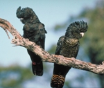 Red-tailed Black-Cockatoo