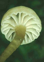 Fruiting body, <em>Camarophyllopsis kearneyi</em>