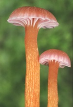 Fruiting bodies, <em>Hygrocybe anomala</em> var. <em>ianthinomarginata</em>