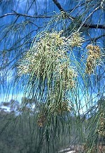 Gorge Hakea, Murray Fagg <a href="http://www.anbg.gov.au" class="linkBlack100" target="_blank">Australian National Botanic Gardens</a>