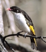 Painted Honeyeater