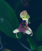 Flower, Barrington Tops Ant Orchid