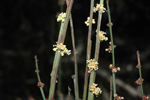 <em>Amperea xiphoclada</em> (though not the presumed extinct variety <em>pedicellata</em>), Murray Fagg <a href="http://www.anbg.gov.au" class="linkBlack100" target="_blank">Australian National Botanic Gardens</a>