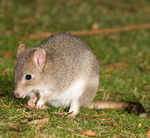 Tasmanian Bettong, <a href="http://en.wikipedia.org/wiki/File:Bettongia_gaimardi.jpg" class="linkBlack100" target="_blank">JJ Harrison</a>