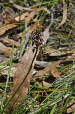 East Lynne Midge Orchid flowering plant, John Briggs