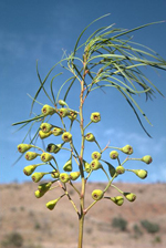 <em>Codonocarpus pyramidalis</em>, near Hawker, South Australia, L. Fagg,  <a href="http://www.anbg.gov.au" class="linkBlack100" target="_blank">Australian National Botanic Gardens</a>