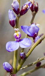 <em>Comesperma scoparium</em>, Murray Fagg <a href="http://www.anbg.gov.au" class="linkBlack100" target="_blank">Australian National Botanic Gardens</a>