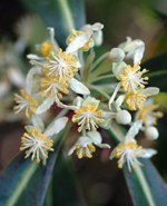 Broad-leaved Pepperbush, Murray Fagg <a href="http://www.anbg.gov.au" class="linkBlack100" target="_blank">Australian National Botanic Gardens</a>