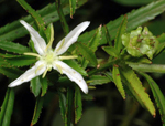 Haloragodendron lucasii, Murray Fagg <a href="http://www.anbg.gov.au" class="linkBlack100" target="_blank">Australian National Botanic Gardens</a>