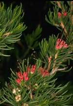 Darwinia fascicularis subsp. oligantha, Murray Fagg <a href="http://www.anbg.gov.au" class="linkBlack100" target="_blank">Australian National Botanic Gardens</a>