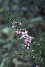 Granite Rose, Murray Fagg <a href="http://www.anbg.gov.au" class="linkBlack100" target="_blank">Australian National Botanic Gardens</a>