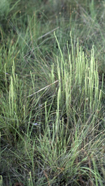 Braid Fern, M. Clements <a href="http://www.anbg.gov.au" class="linkBlack100" target="_blank">Australian National Botanic Gardens</a>