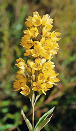 Yellow Loosestrife, John Briggs