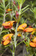 Dwarf Phyllota, Murray Fagg <a href="http://www.anbg.gov.au" class="linkBlack100" target="_blank">Australian National Botanic Gardens</a>