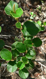 Cotoneaster Pomoderris, Jackie Miles