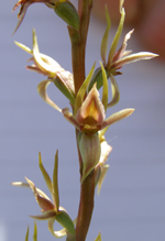 Bago Leek Orchid, Maya Berretta