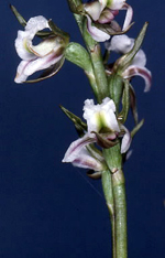 Major's Creek Leek Orchid, Mark Clements