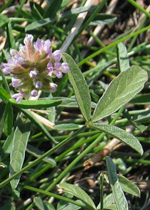 Small Scurf-pea, Colleen Miller <a href="http://www.victorianflora.com//" class="linkBlack100" target="_blank">Victorian Flora</a>