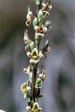 Kiandra Leek Orchid, John Briggs