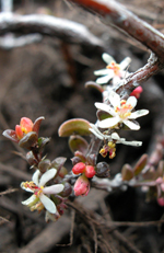 Oval-leafed Pseudanthus, Greg Jordan <a href="http://www.utas.edu.au/dicotkey/" class="linkBlack100" target="_blank">Key to Tasmanian Vascular Plants, Uni Tasmania</a>