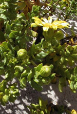 Coast Groundsel, Jackie Miles