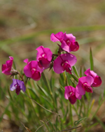 Slender Darling Pea, David Parker