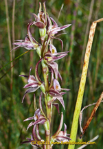 Kelton's Leek Orchid, Colin and Mischa Rowan <a href="http://www.retiredaussies.com/index.htm" class="linkBlack100" target="_blank">RetiredAussies</a>