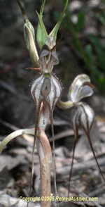 Pterostylis despectans, Colin and Mischa Rowan <a href="http://www.retiredaussies.com/index.htm" class="linkBlack100" target="_blank">RetiredAussies</a>