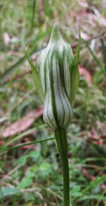 Pterostylis oreophila, Richard Hartland