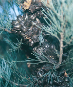 Pygmy Cypress Pine, <em>Callitris oblonga</em> subsp. <em>corangensis</em>, Keith McDougall