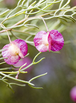 Desert Hopbush, Murrray Fagg <a href="http://www.anbg.gov.au" class="linkBlack100" target="_blank">Australian National Botanic Gardens</a>