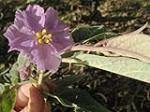 Solanum celatum, Jackie Miles <a href="http://www.southeastweeds.org.au/index.pl?page=1" class="linkBlack100" target="_blank">Southern Tablelands and South Coast Regional Noxious Plants Committee</a>