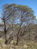 Small-leaved Gum, Lydia Guja