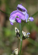 Clover Glycine, Russell Best <a href="http://natureshare.org.au/" class="linkBlack100" target="_blank">Nature Share</a>