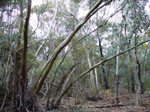 Bull Mallee - The Charcoal Tank Nature Reserve, David Egan