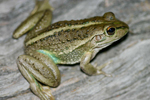 Southern Bell Frog, Ben Lewis