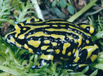 Northern Corroboree Frog, Dave Hunter