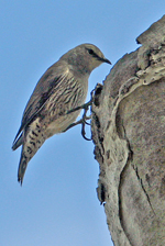 White-browed Treecreeper, Michael Jeffries <a href="http://www.flickr.com/photos/ogcodes/2843852677/" class="linkBlack100" target="_blank">mgjeffries photostream </a>