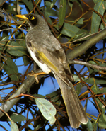 Black-eared Minor, Graeme Chapman