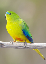 Orange-bellied Parrot (male), <a href="http://en.wikipedia.org/wiki/File:Neophema_chrysogaster_male_-_Melaleuca.jpg">JJ Harrison</a>