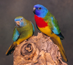 Scarlet-chested Parrot. Female left, male right, Stan Sindel