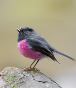 Pink Robin male, <a href="http://en.wikipedia.org/wiki/File:Petroica_rodinogaster.jpg" class="linkBlack100" target="_blank">JJ Harrison</a>